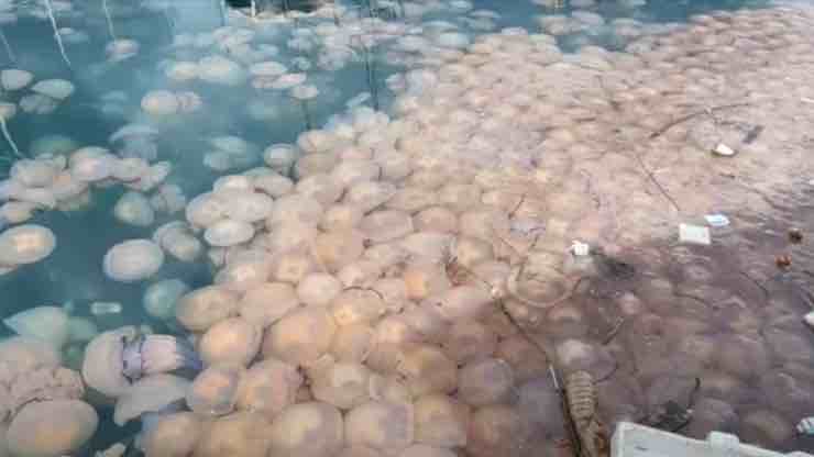 Invasione meduse