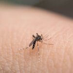 Zanzare della malaria