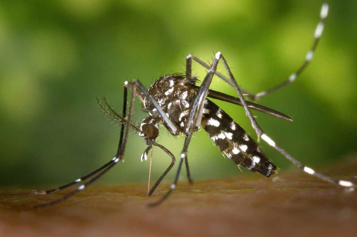 Metodo impensabile contro zanzare