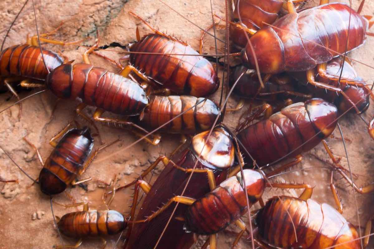 Invasione scarafaggi