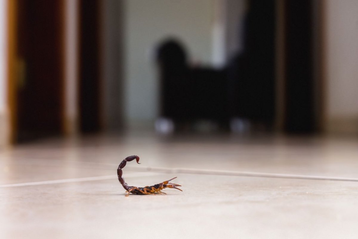 Scorpioni in casa