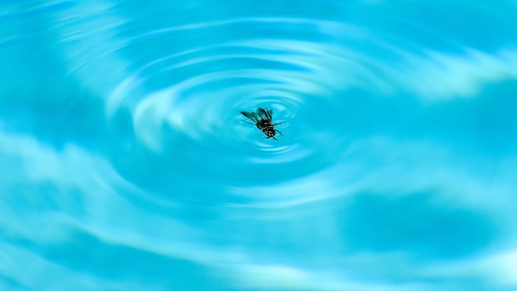 Vespe in piscina